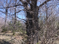 nte Cicirello-10042012 057